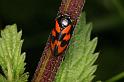 Cercopsis_vulnerata_D6046_Z_90_Les Gris_Frankrijk